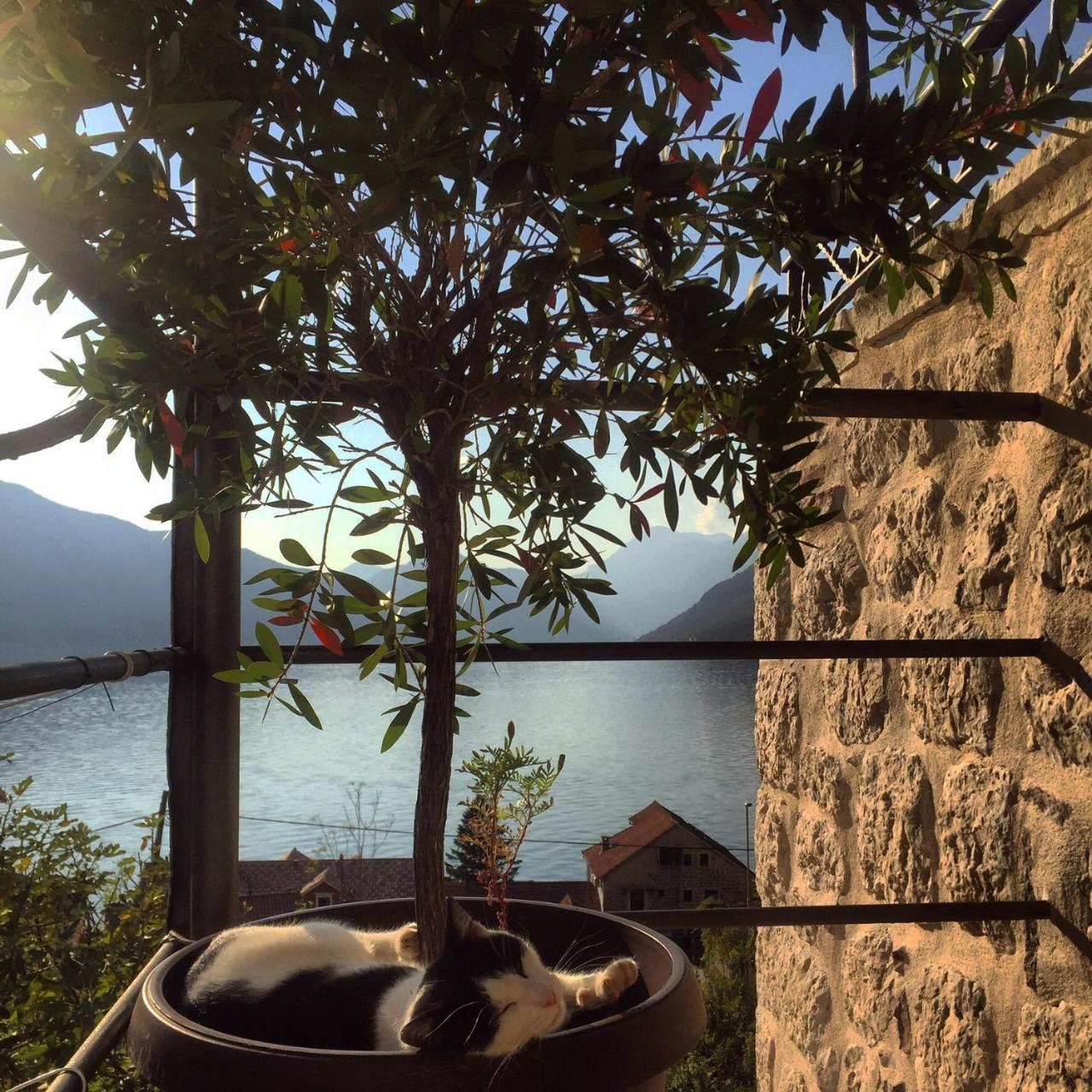 Apartment Terazza Di Ljuta Kotor Kültér fotó